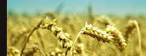 Seguros Agrícolas - Suscripción Premium